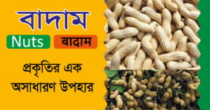 বাদাম: প্রকৃতির এক অসাধারণ উপহার