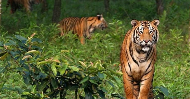 World Heritage Sites in Bangladesh: Treasures of Nature and History