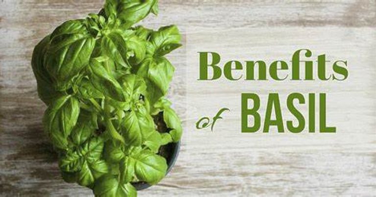 Benefits of basil